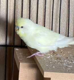 Lost Budgerigar