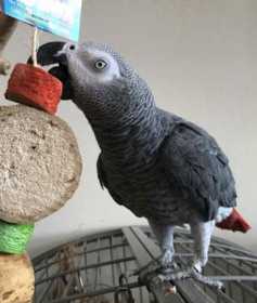 Lost African Grey