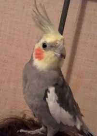 Lost Cockatiel