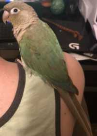 Lost Conure