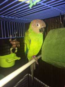 Lost Conure