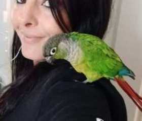 Lost Conure