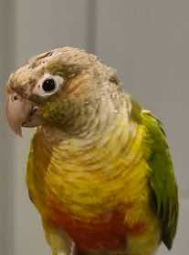 Lost Conure