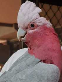 Lost Galah Cockatoo