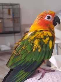 Lost Conure