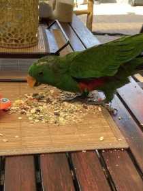 Lost Eclectus