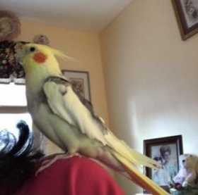 Lost Cockatiel