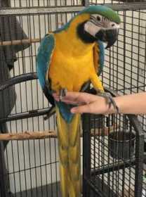 Lost Macaw