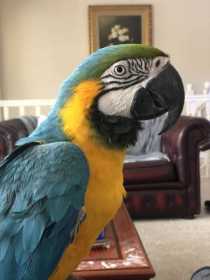 Lost Macaw