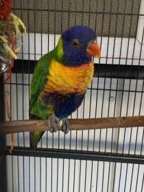 Lost Lory / Lorikeet