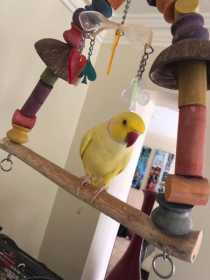 Lost Indian Ringneck Parakeet