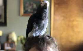 Lost African Grey