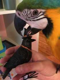 Lost Macaw