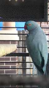 Lost Indian Ringneck Parakeet