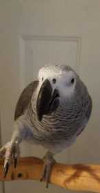 Lost African Grey