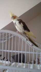 Lost Cockatiel