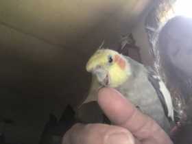 Lost Cockatiel