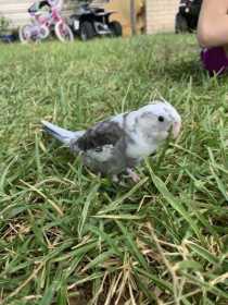 Lost Cockatiel