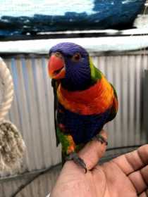 Lost Lory / Lorikeet