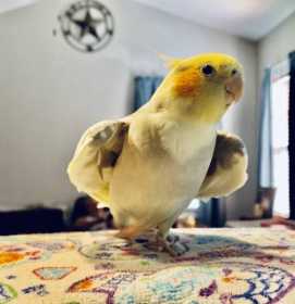 Lost Cockatiel