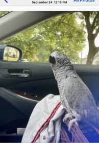 Lost African Grey