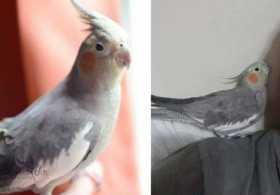 Lost Cockatiel