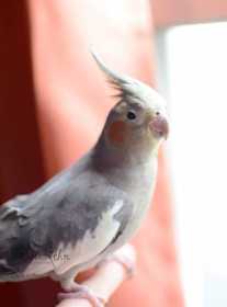 Lost Cockatiel