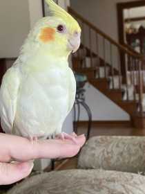 Lost Cockatiel