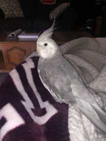 Lost Cockatiel