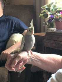 Lost Cockatiel