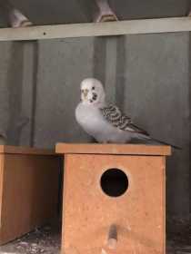 Lost Budgerigar