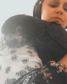 Lost Black Cockatoo