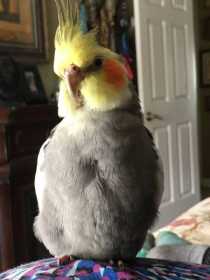 Lost Cockatiel