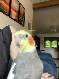 Lost Cockatiel