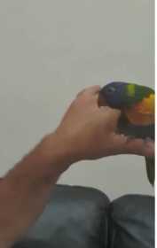 Lost Lory / Lorikeet