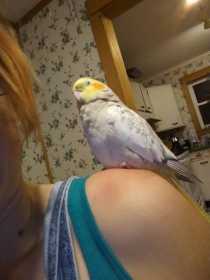 Lost Cockatiel