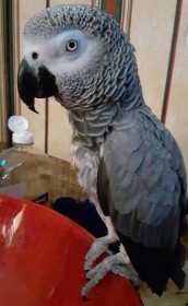 Lost African Grey