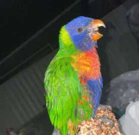 Lost Lory / Lorikeet