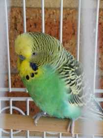 Lost Budgerigar