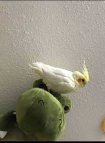 Lost Cockatiel