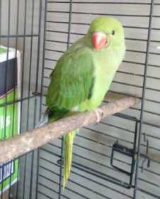 Lost Indian Ringneck Parakeet