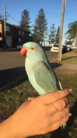 Lost Indian Ringneck Parakeet