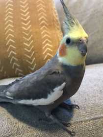 Lost Cockatiel