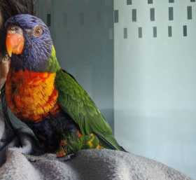 Lost Lory / Lorikeet