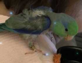 Lost Parrotlet