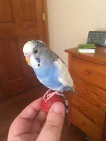 Lost Parakeet