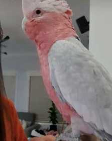 Lost Galah Cockatoo