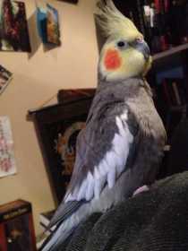 Lost Cockatiel