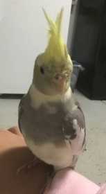 Lost Cockatiel