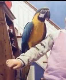 Lost Macaw